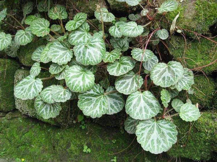 金絲荷葉.jpg