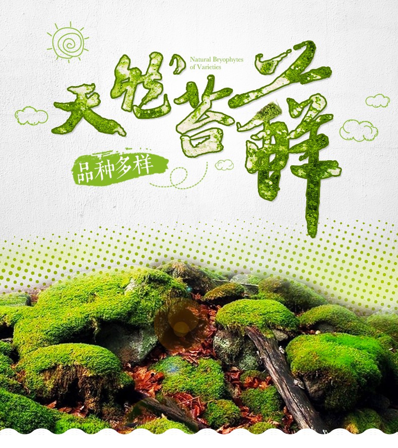 苔蘚01.jpg